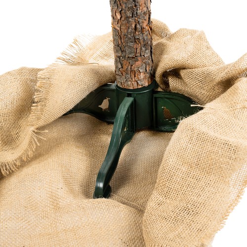 Choinka na pniu - sosna diamentowa 180cm - obrazek 6