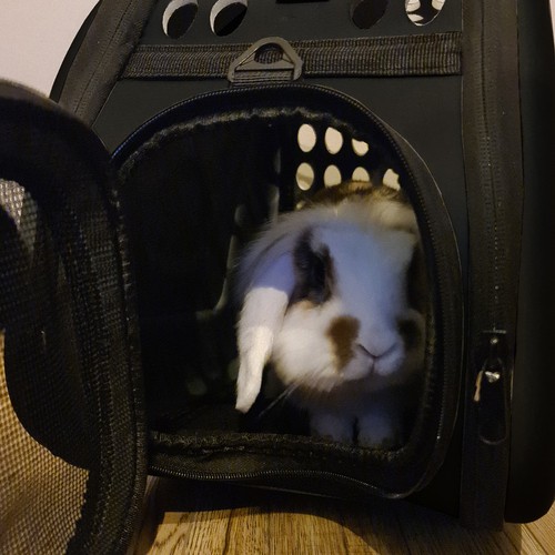 Transporter - torba dla psa/kota - czarna - obrazek 14