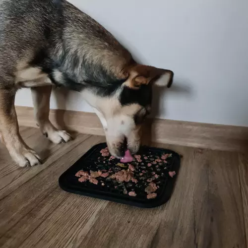 Mata antystresowa/ taca dla psa Purlov 19378 - obrazek 7