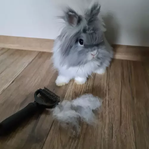 Trymer/ zgrzebło do sierści Purlov 20427 - obrazek 5