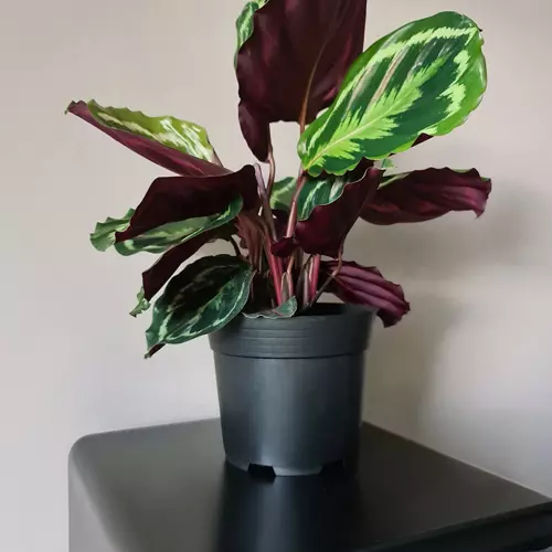 Doniczka produkcyjna - zestaw 500szt - obrazek 6