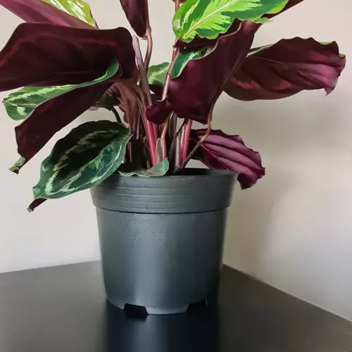 Doniczka produkcyjna - zestaw 500szt - obrazek 7