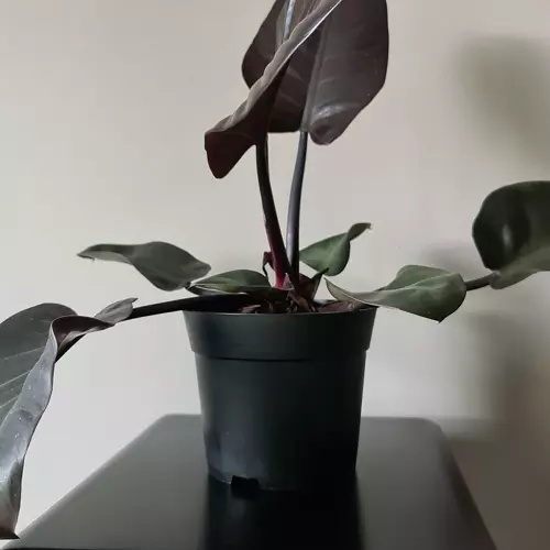 Doniczka produkcyjna - zestaw 200szt - obrazek 4