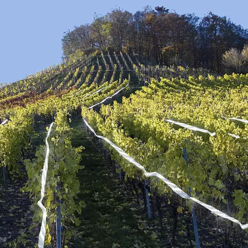 Odstraszacz ptaków- taśma 45m Repest 21040 - obrazek 4