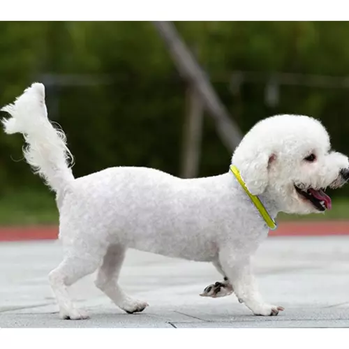 Obroża świecąca LED- regulowana Purlov 21631 - obrazek 9