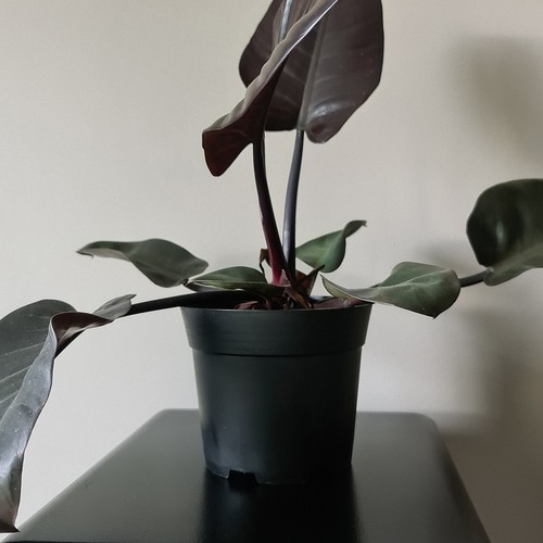 Doniczka produkcyjna - zestaw 50 szt. - obrazek 10