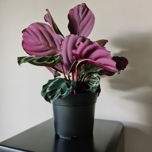 Doniczka produkcyjna - zestaw 50 szt. - obrazek 11