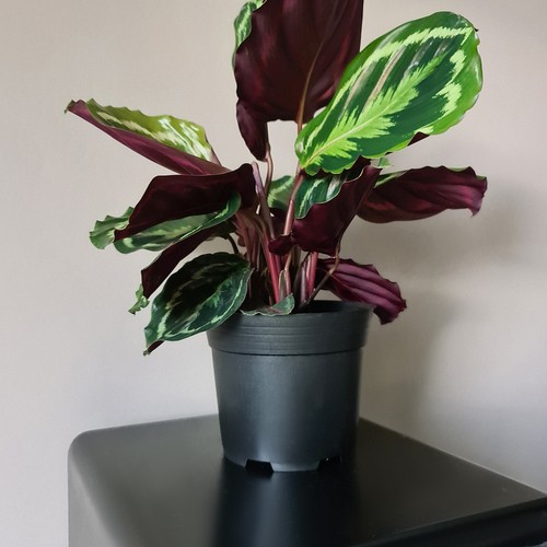 Doniczka produkcyjna - zestaw 50 szt. - obrazek 12