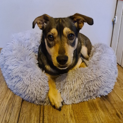 Legowisko włochate dla psa szare 22759 - obrazek 14