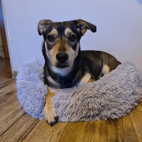 Legowisko włochate dla psa szare 22759 - obrazek 15