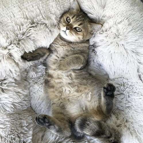 Legowisko włochate dla psa szare 22759 - obrazek 8