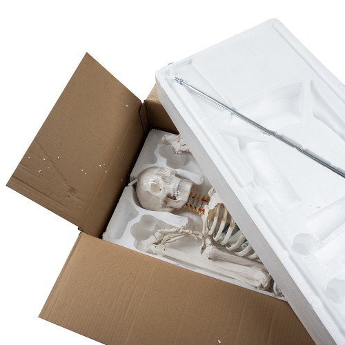 Szkielet człowieka- 170cm Malatec 22583 - obrazek 11