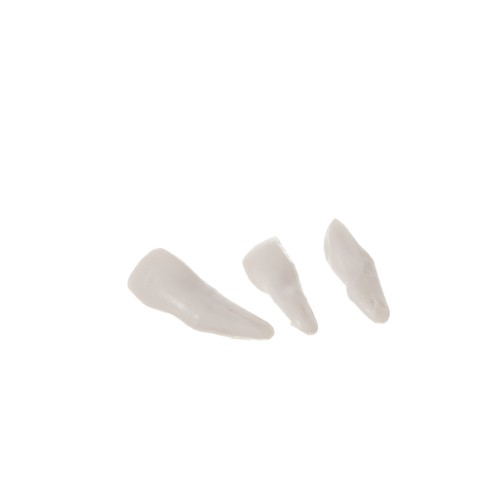 Szkielet człowieka- 170cm Malatec 22583 - obrazek 8