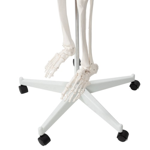 Szkielet człowieka- 170cm Malatec 22583 - obrazek 9