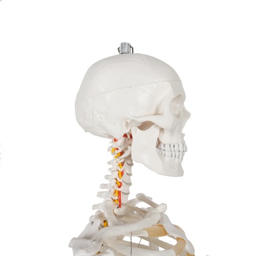 Szkielet człowieka- 170cm Malatec 22583 - obrazek 6