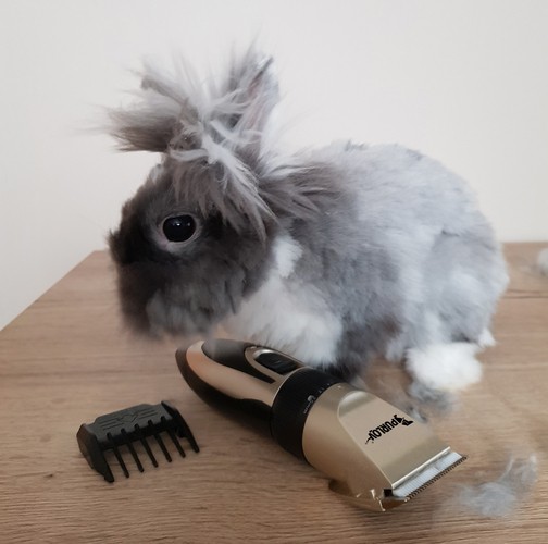 Maszynka do strzyżenia psów - zestaw Purlov 24089 - obrazek 7