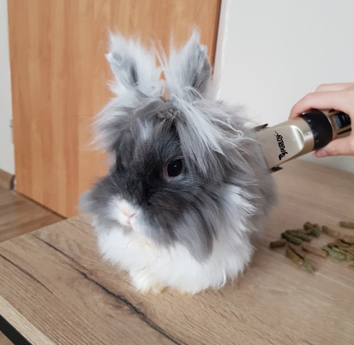 Maszynka do strzyżenia psów - zestaw Purlov 24089 - obrazek 8