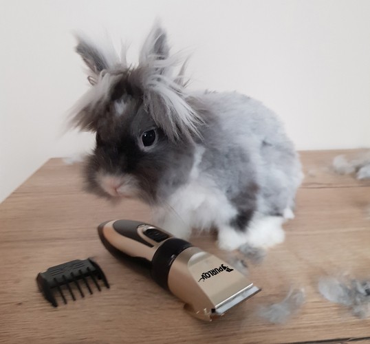 Maszynka do strzyżenia psów - zestaw Purlov 24089 - obrazek 9