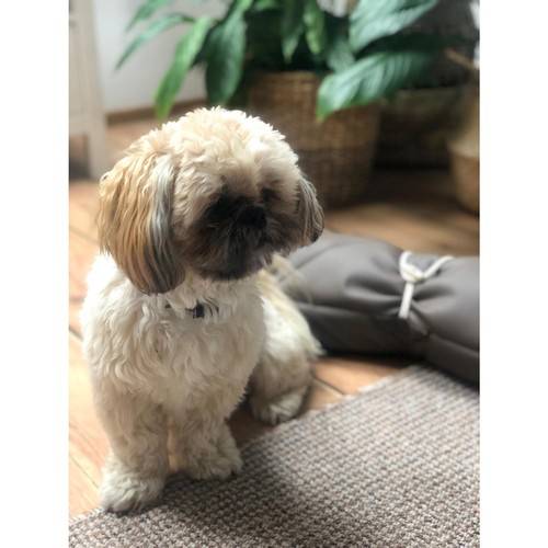 Legowisko dla psa Purlov 24594 - obrazek 9