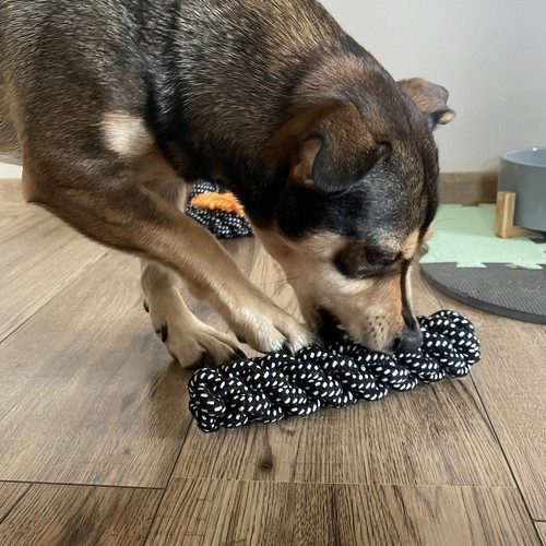 Zestaw zabawek dla psa - 10 szt. Purlov 24388 - obrazek 7