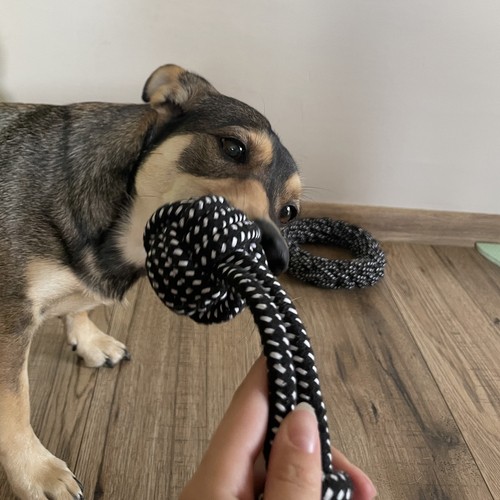 Zestaw zabawek dla psa - 10 szt. Purlov 24388 - obrazek 9