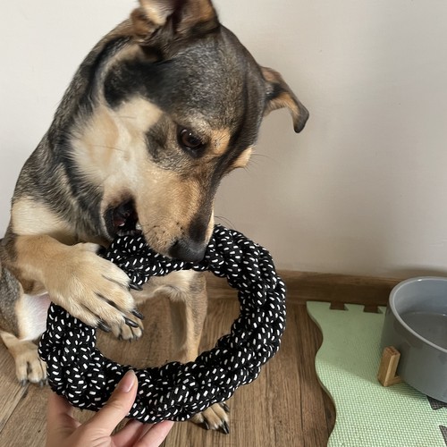 Zestaw zabawek dla psa - 10 szt. Purlov 24388 - obrazek 10