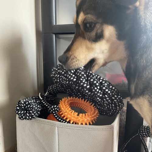 Zestaw zabawek dla psa - 10 szt. Purlov 24388 - obrazek 11