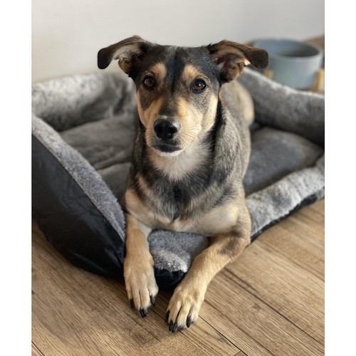 Legowisko dla psa/kota 60x45cm Purlov 24288 - obrazek 11