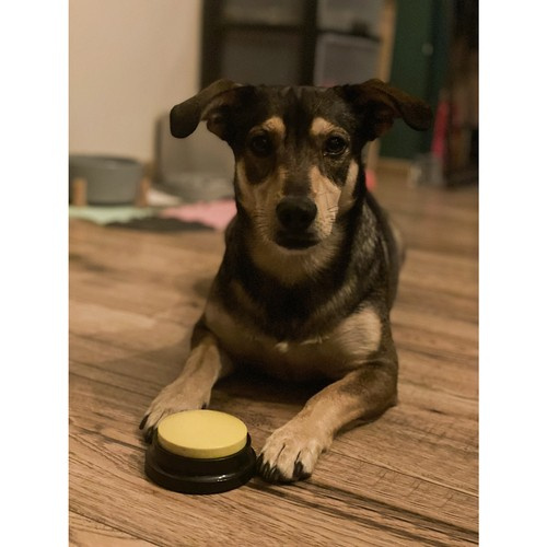 Przyciski dźwiękowe dla zwierząt Purlov 24615 - obrazek 9